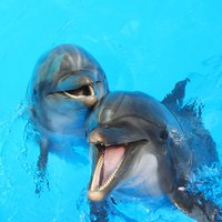 ФОТО: В Австралии осьминог оседлал дельфина