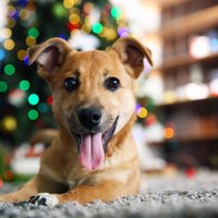 Компания Ford создала конуру, в которой собаки могут пережить новогодние салюты (ВИДЕО)