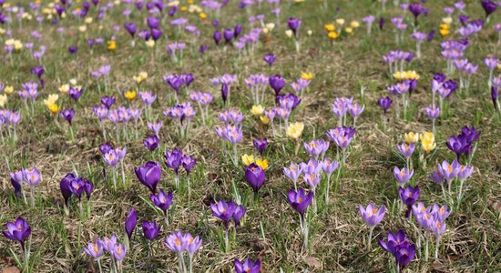 ФОТО: Море крокусов в Рижском центре психиатрии и наркологии