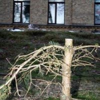 В Риге из парка Детской больницы украли елку