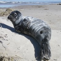На Вентспилсском побережье замечен первый в этом сезоне тюлененок