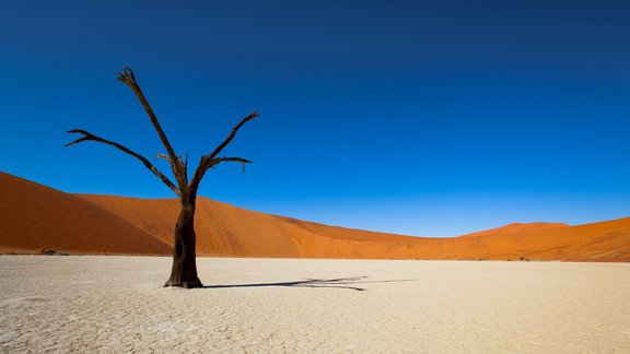 tuksnesis debesis koks sausums nāve tukšums vientulība desert dry tree