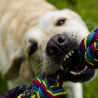 Как истолковать язык тела у собак? Советы специалистов