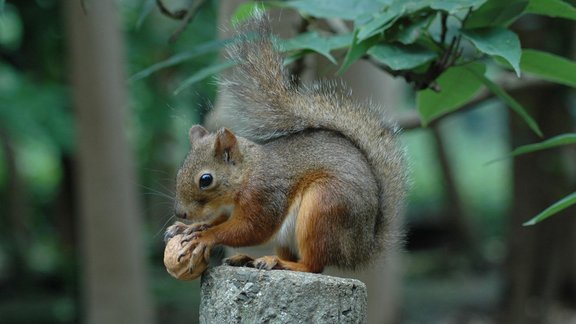 squirrel