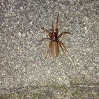 Atrasta Latvijā jauna zirnekļu suga – meža uts jeb sešacu zirneklis
