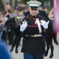 Aizkustinoši kadri: ASV izrāda militāru godu ar vēzi slimam dienesta sunim