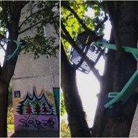 Foto: Imantā koka zaros ieķērušies 'Bolt' skrejriteņi un iepirkumu rati