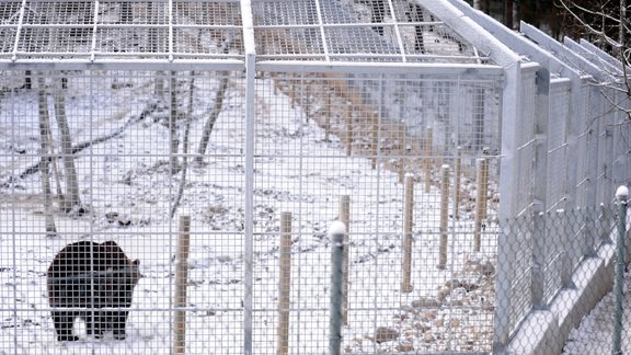 Līgatnes dabas takās atklāj jauno lāču puiku voljēru - 20