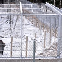 Foto: Līgatnes lāčupuiku jaunais pastaigu voljērs