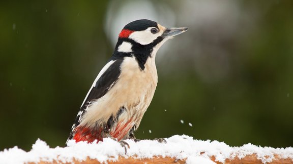 Dendrocopos major, dižraibais dzenis