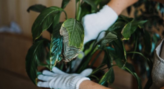 Kas kaiš manam augam? 10 tipiskākās kaites un kā tās novērst