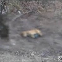 В центре Резекне десятый день лежит дохлая собака (видео)