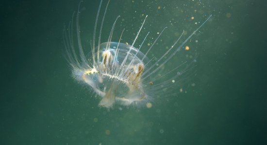 В Малом Балтэзерсе обнаружены инвазивные пресноводные медузы
