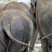 Indijā nomiris viens no vecākajiem ziloņiem pasaulē