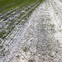 Объявить чрезвычайное положение из-за засухи просят уже 25 краев Латвии
