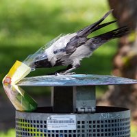 Alpos un Arktikā atrasti mikrobi, kas pārstrādā plastmasu arī aukstumā