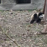 Video: Pandu lācēns nebēdnīgi kūleņo pa aploku