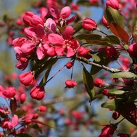 Foto: Botāniskajā dārzā plaukst ceriņi un rododendri
