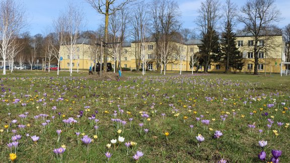 Krokusi Rīgas psihiatrijas un narkoloģijas centrā - 11