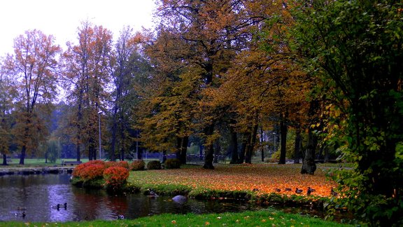 Rudens krāsas Daugavas kreisajā krastā - 1