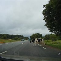 ВИДЕО: На Бауском шоссе разгуливала бесстрашная корова