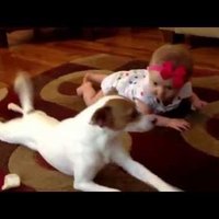 ВИДЕО: Как маленькая собачка учит малыша ползать