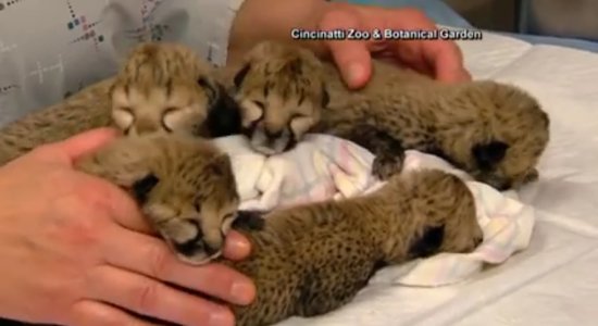 Video: Zoodārzā ASV dzimuši mīlīgi gepardu mazuļi