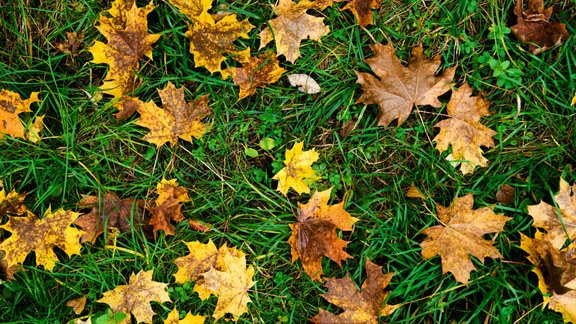 mauriņš zāliens zāle rudens lapas lapkritis