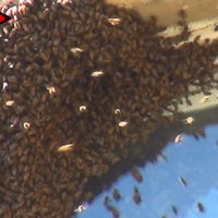 ФОТО, ВИДЕО: Пчелы атакуют! Бедному хозяину квартиры не повезло