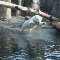 Video: Oregonas zoodārza polārlācenīte Nora draiskojas ūdenī un lec 'līdaciņā'