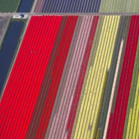 Krievija apsver iespēju aizliegt ziedu importu no Nīderlandes