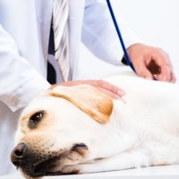 Suņa iemidzināšana: ko veterinārās klīnikas darbiniece vēlētos pateikt katram lēmuma pieņēmējam