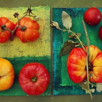 Video: Mārtiņš Rītiņš izvēlas labākos tomātus Titurgā