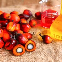 Пальмовое масло: все, что надо знать о его вреде и пользе для человека