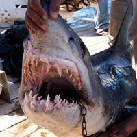 Самые неожиданные находки в желудках акул