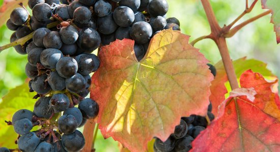 Lai nākamgad pilni ķekari! Aktuālie rudens kopšanas darbi vīnogu stādījumā