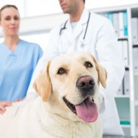 Pieci jautājumi par suni, uz kuriem nevar atbildēt pat veterinārārsts