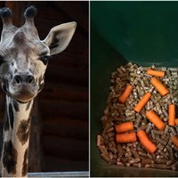 Ar ko baro nu jau divgadnieci – Rīgas zoo jauno žirafi Vakiliju