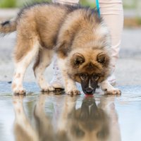 Актуальный вопрос для владельцев собак: где в Латвии можно купаться с животными?