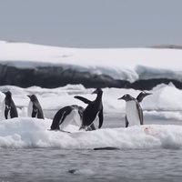 Grūstīšanās pingvīnu stilā: amizants video par vietas sadalīšanu uz ledus
