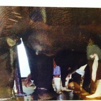 ФОТО: рижская слониха родила малыша