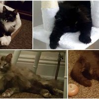 Anglijas latviete Līga uz ārzemēm reizē adoptē četrus kaķus
