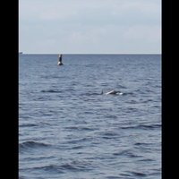 Video: Mangaļsalas delfīns uznirst pie bākas