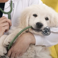 10 признаков того, что ваша здоровая собака на самом деле больна