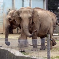 Скончался слон Непал, права которого отстаивала актриса Брижит Бардо