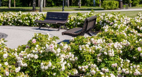 Foto: Ķemeru parkā zied vairāk nekā 2000 rožu