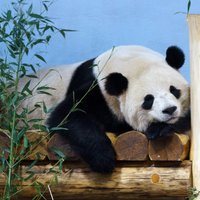 Video: Ķīniešu milzu pandas ASV zoodārzā pirmo reizi parādās publikai