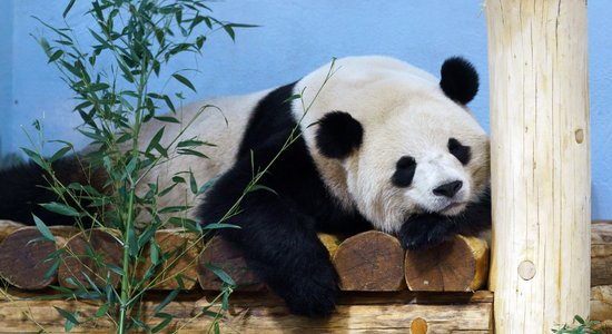 Video: Ķīniešu milzu pandas ASV zoodārzā pirmo reizi parādās publikai