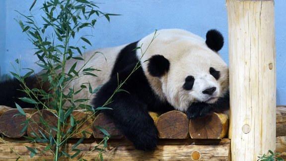 Video: Ķīniešu milzu pandas ASV zoodārzā pirmo reizi parādās publikai