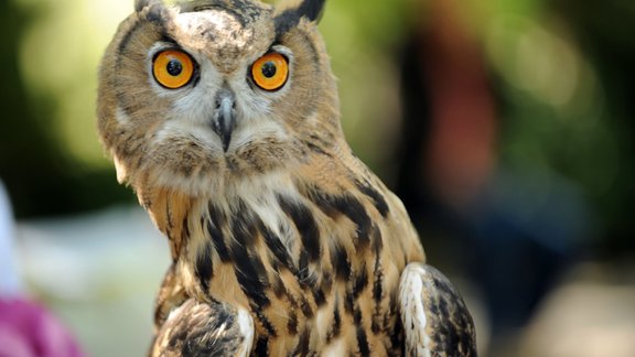 Eurasian eagle owl